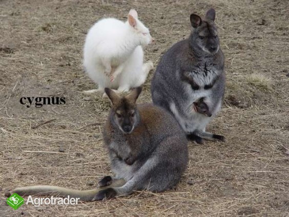 Kangury walabia benetta - zdjęcie 5
