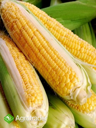 W sprzedaży mieszańce nasion kukurydzy