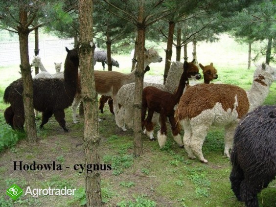 Alpaki, alpaka  - Hodowla Cygnus - zdjęcie 2