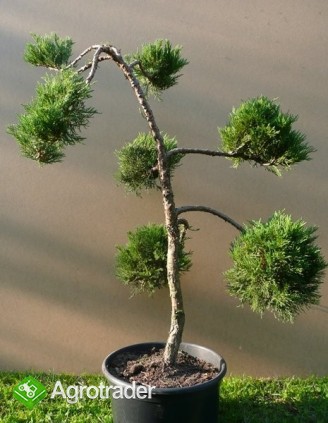 Krzewy ozdobne, cięte i szczepione na "bonsai", k/