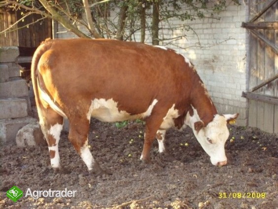 Hereford 100% zacielone ZOBACZ WARTO!!! Mięsne krowy - zdjęcie 2