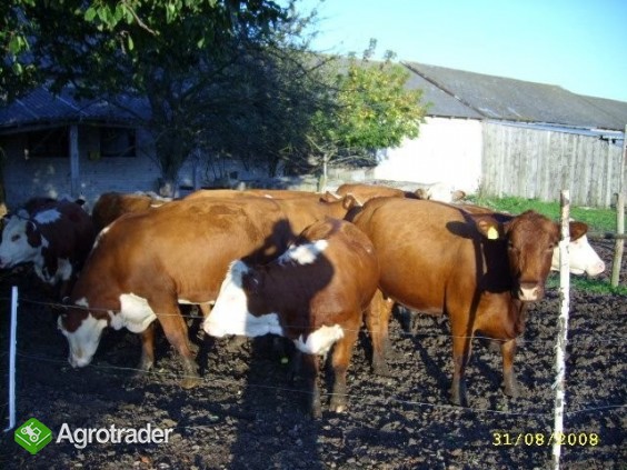 Hereford + Simental zacielone krowy mięsne WARTO!!! TANIO!! - zdjęcie 2
