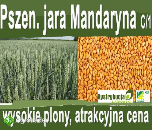 Kwalifikowane nasiona siewne pszenica jara Mandaryna C/1