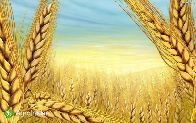 Gospodarstwo rolne sprzeda: pszenicę, pszenżyto