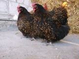 Orpington orpingtony kurczaki jajka jaja drób kura 