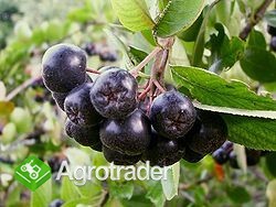 Super Fruit Group - sprzeda owoce aronii