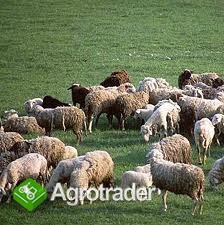 Ukraina.Owce kozy miesne 140zl,jagniecina 3zl/kg +10tys.ha nieuzytkow