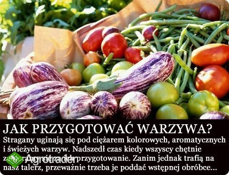 Ekologiczne i tanio warzywa marchew, burak,kapusta