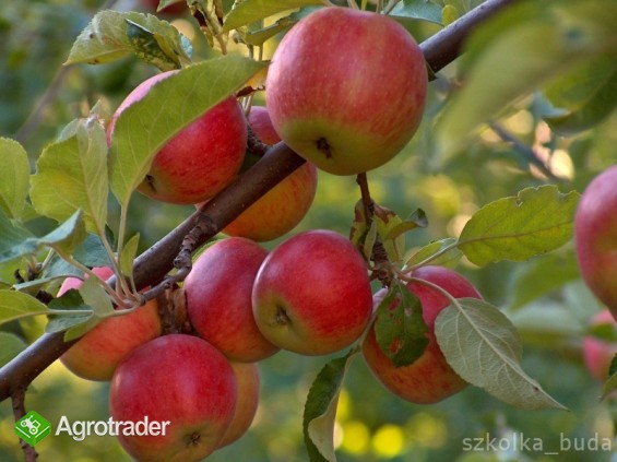 Czereśnie Jabłonie Śliwy Wiśnie od PRODUCENTA HURT DETAL - zdjęcie 1