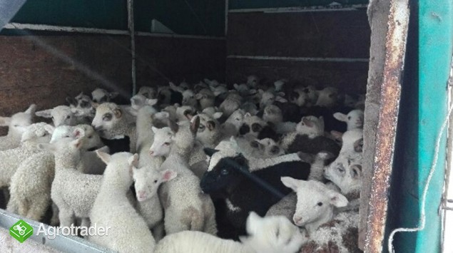 jagnięta ,baranki owce cena za sztukę tylko 35 zł