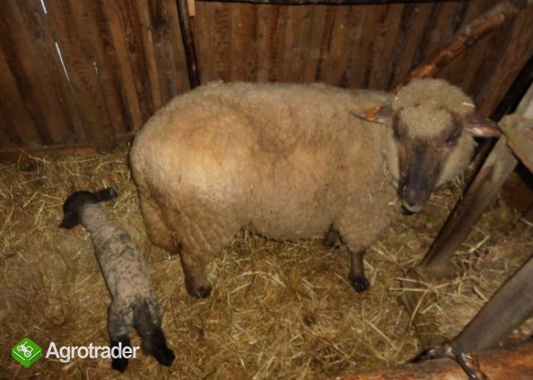 Barany i owca czarnogłówki na sprzedaż - zdjęcie 2