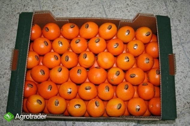 sprzedam pomarancze - zdjęcie 1
