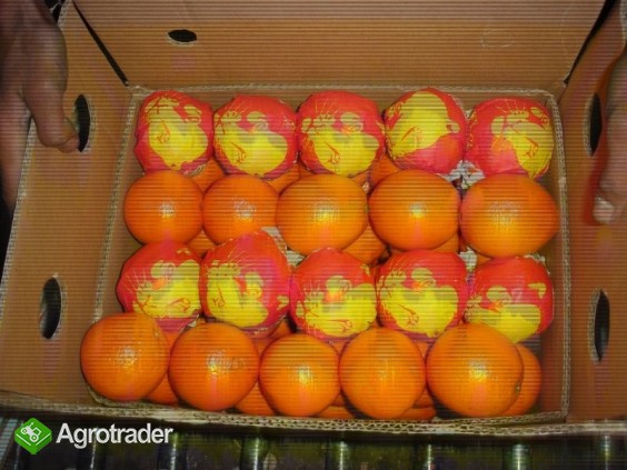 Łatwy, bezpośredni zakup. Pomarańcze, cytryny.....