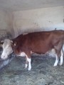 Krowa mleczna simental