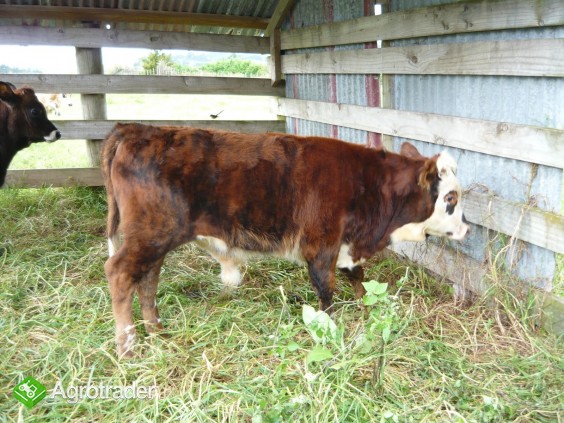 Zobacz i wybierz sam.Mięsne byczki i jałówki 250-350kg z Łotwi i Eston - zdjęcie 3