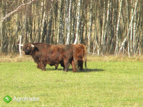 Highland Cattle - bydło szkockie górskie - zdjęcie 3