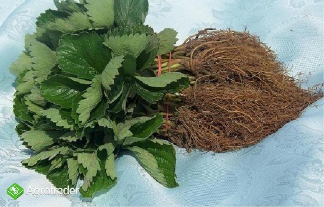 Sadzonki truskawek Kent zielone i frigo - zdjęcie 1