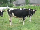 Jałówki  hodowlane HF - Holstein Friesian