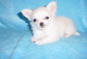 kostenlose Mini Chihuahua Welpen zur Annahme