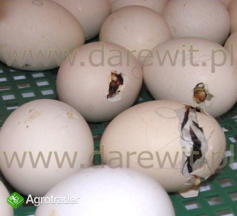 Inkubator jaj Klujnik elekrtoniczny wylęgi ptakó - zdjęcie 2