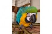 Blau und Gold Ara Papageien zum Verkauf