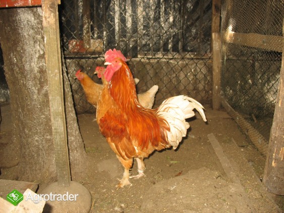 Jaja lęgowe, koguty, kury, chabo, silki, pawłowskie, czubatki, seramy - zdjęcie 3