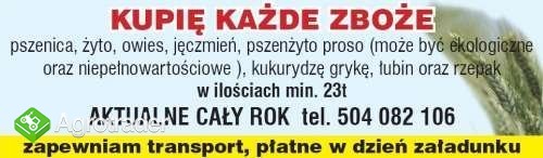 kupię żyto