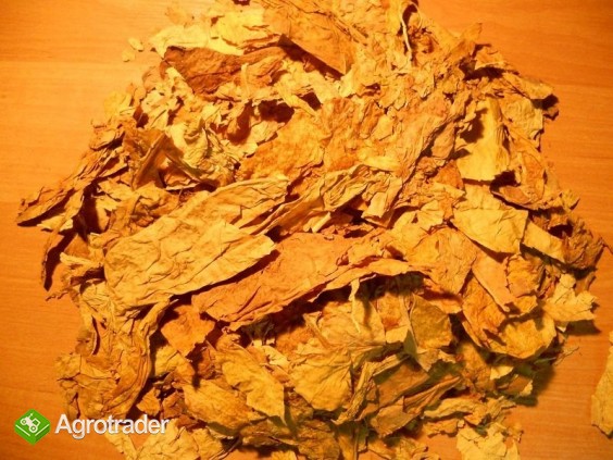 STRIPS CZESCIOWO ODŻYŁOWANY V&B