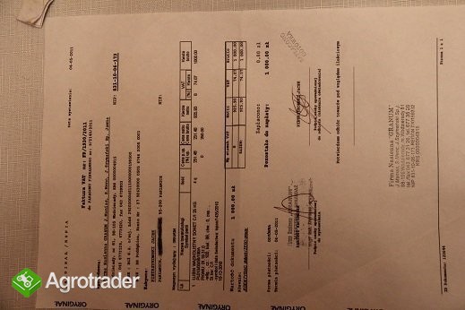 Sprzedam Łubin Słodki - zdjęcie 4