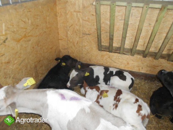 W CIĄGŁEJ SPRZEDAŻY BYCZKI MIĘSNE - zdjęcie 2