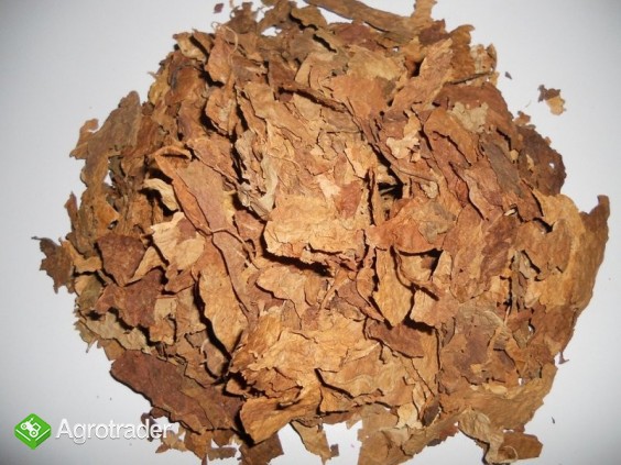 STRIPS NAJLEPSZY NA POLSKIM RYNKY - zdjęcie 1