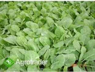 rozsada sadzonki warzyw