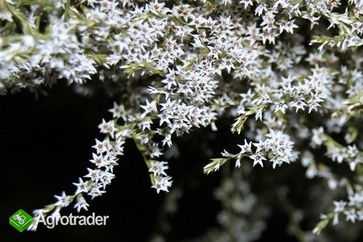 Sprzedam ZATRWIAN TATARSKI (STATYCJA) - zdjęcie 1