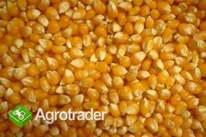 Kukurydza paszowa Poznań
