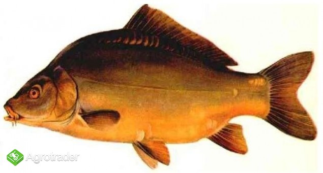 Karp królewski hurt