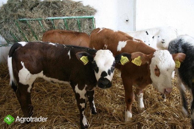 Sprzedam-- Rasowe Cielęta Mięsne