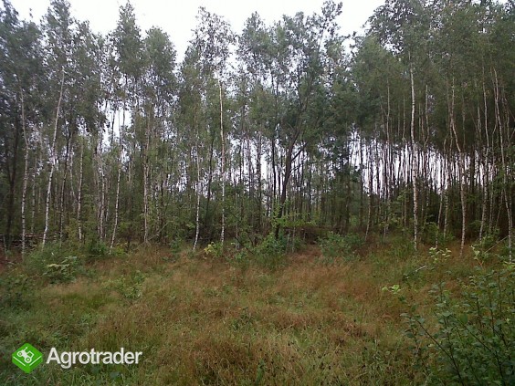 Sprzedam grewno na pniu - zdjęcie 1