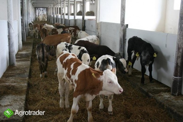 Sprzedaż Cieląt Ras- Simental, Belgian Blue, Lim.. - zdjęcie 2