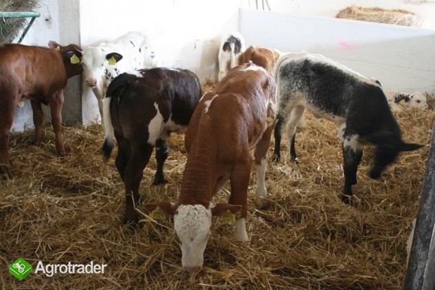 Sprzedaż Cieląt Ras- Simental, Belgian Blue, Lim.. - zdjęcie 3