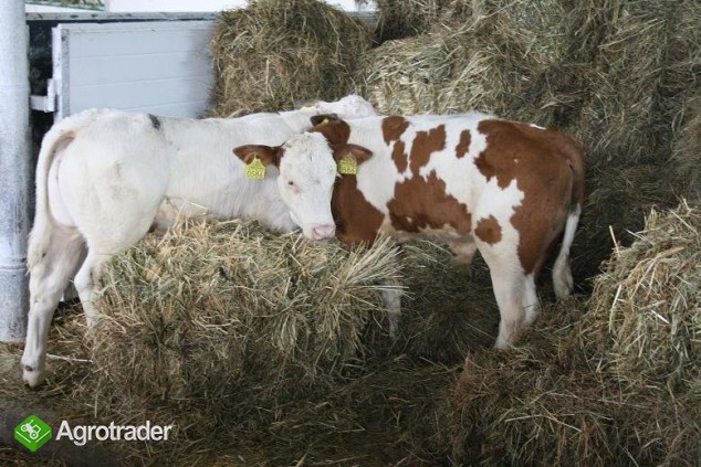 Sprzedaż Cieląt Mięsnych Belgian Blue, Siment.... - zdjęcie 2