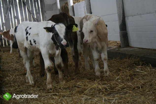 Cielęta Ras Mięsnych... - zdjęcie 2