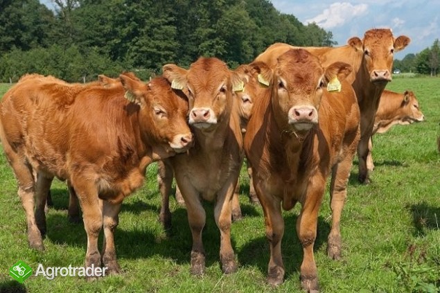 Skup Żywca- płatność Gotówką