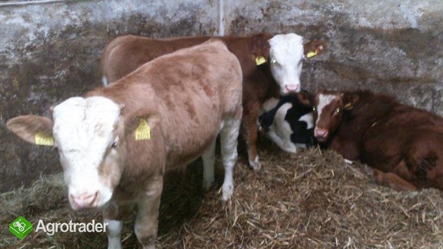 Sprzedam cielaki od 200-230 kg