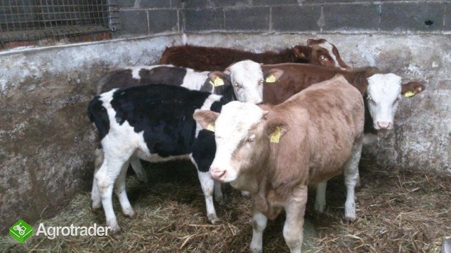 Sprzedam cielaki od 200-230 kg - zdjęcie 2