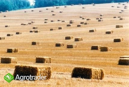 Słoma pszęźytnia i pszenna