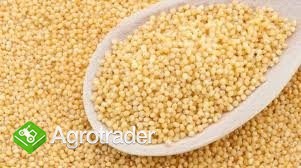 KUPIĘ PROSO! SKUP PROSA!