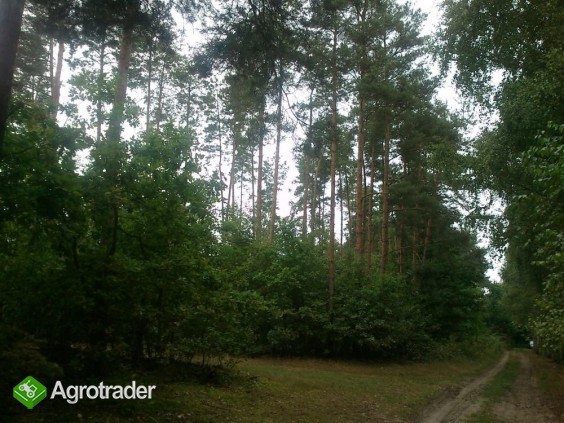 Do sprzedaży Las sosnowy 6,45ha gm. Drużbice - zdjęcie 2