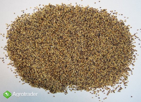 Kupię Koniczynę, Lucerne, Seradele, Tyomotke....