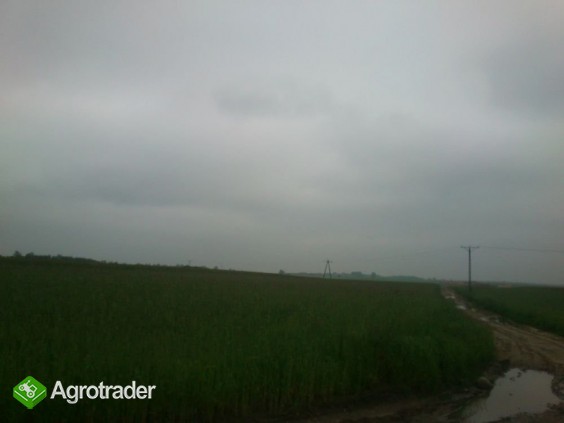 Do sprzedaży grunt rolny 1,78ha ok.Działoszyna - zdjęcie 2