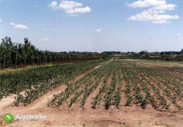 aronia, sadzonki aronii - zdjęcie 2